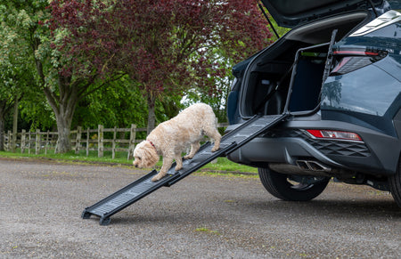 Entdecken Sie unsere neue Hunde-Rampe!