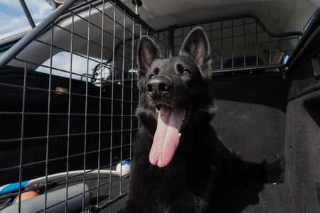 Hund im Auto sichern: Was gilt laut StVO?